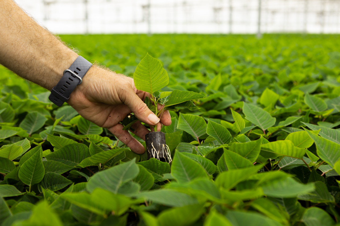 Man aan het werk in de planten